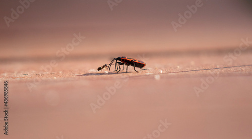 Wallpaper Mural combat entre une fourmi et un gendarme Torontodigital.ca