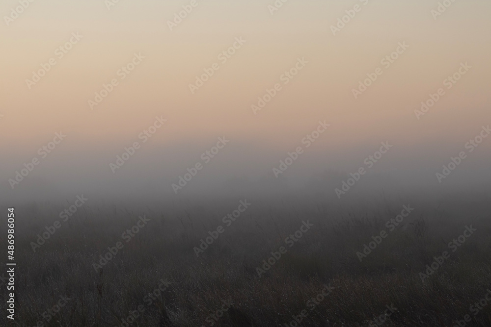 Mist in the Marshes in the morning