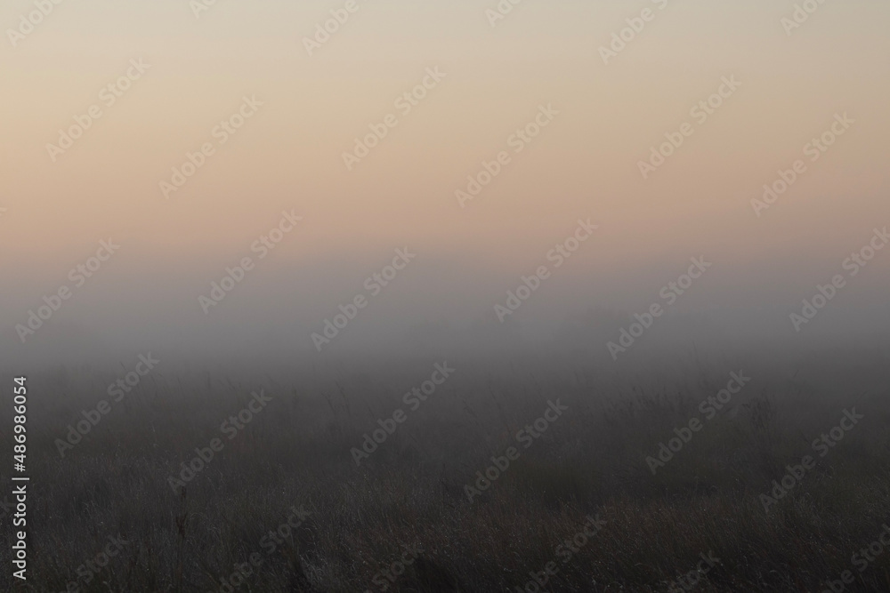 Mist in the Marshes in the morning Mist in the Marshes in the morning