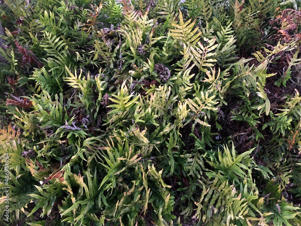 Fototapeta premium green and yellow shrub closeup