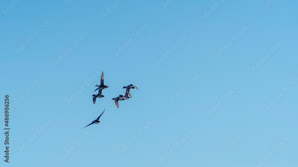 Silhouette of ducks flying over a blue sky. Birds in flight with blue sky background. Wildlife and hunting concepts.