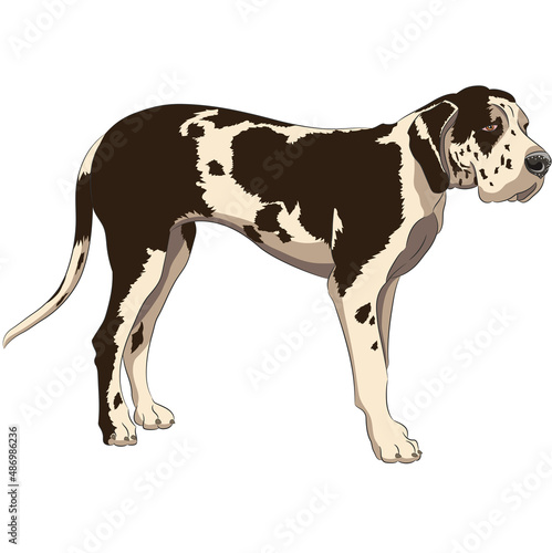 Great Dane dog breed isolated on white background.