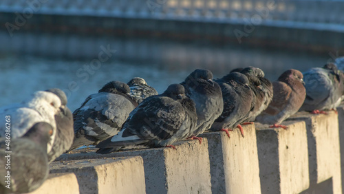 Pigeons sit in a row on the river embankment on a sunny winter day in the city. Selective focus. Teamwork concepts.