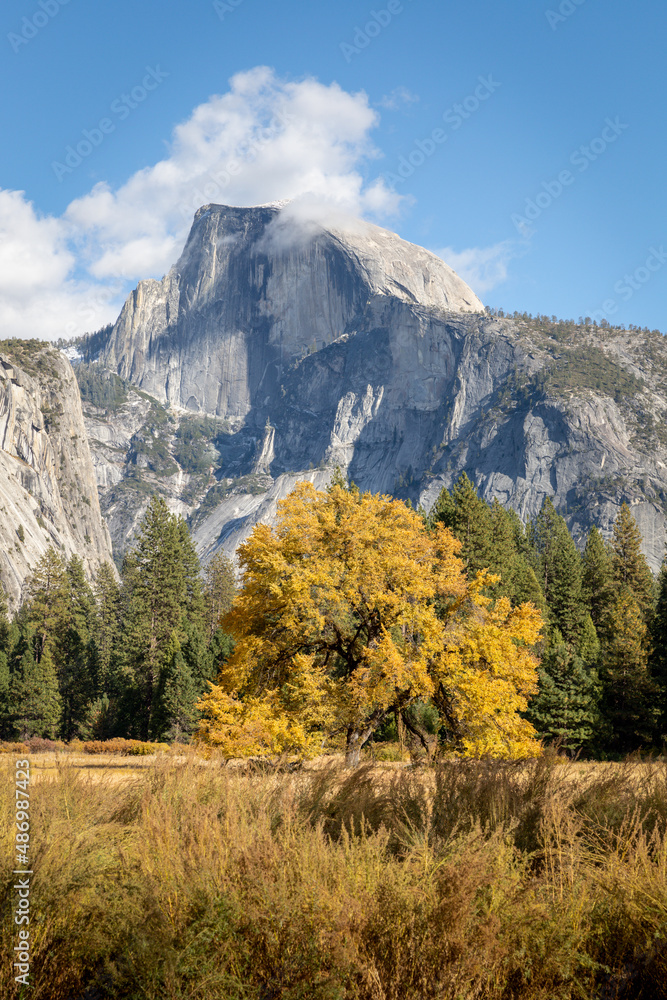 A tree with yellow surrounded by an evergreen forest and Half Dome mountain. Wide angle view.