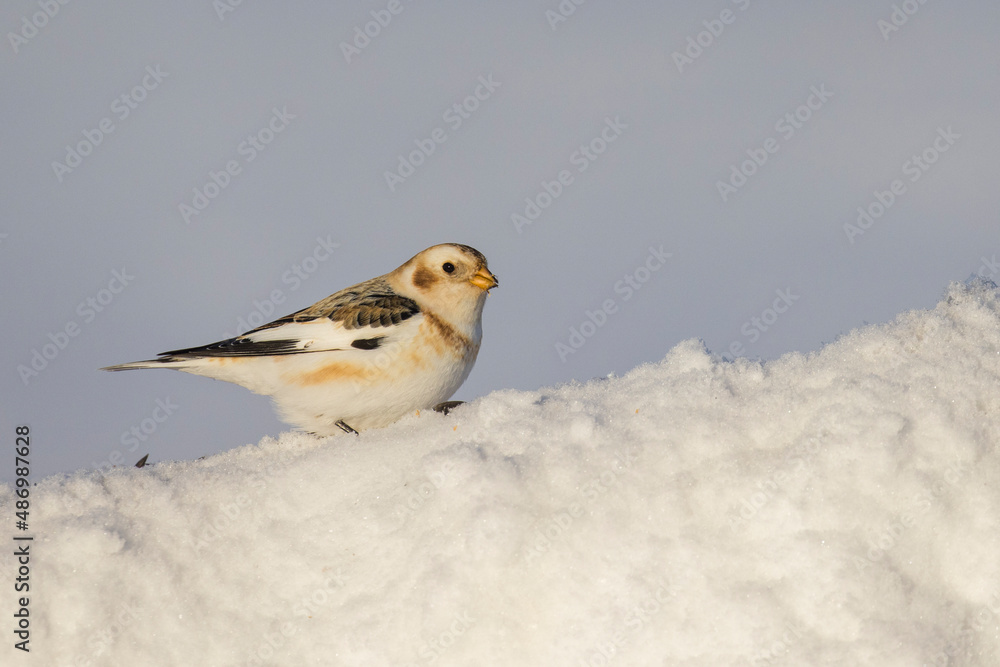 snow bunting in Canadian winter snow bunting in Canadian winter