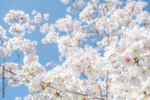 満開の桜 © Chiristsumo