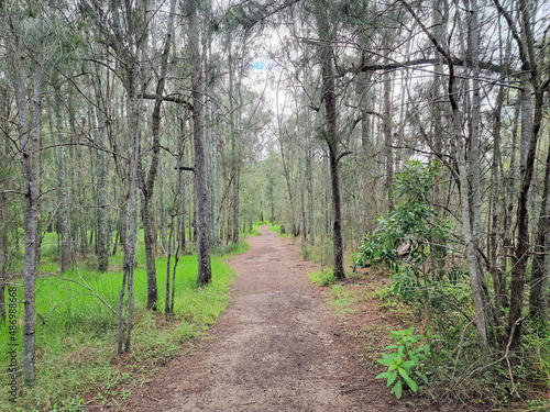 Hiking trail on forest path at Cooranbong New South Wales Australia