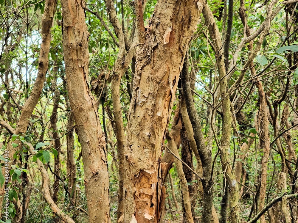 Obraz premium tree trunk in a forest with interesting bark texture