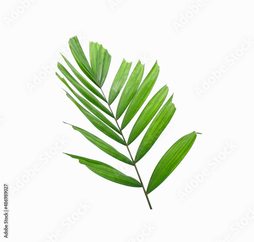 Tropical palm leaf isolated on white background. Palm leaf. Green leaf cut out