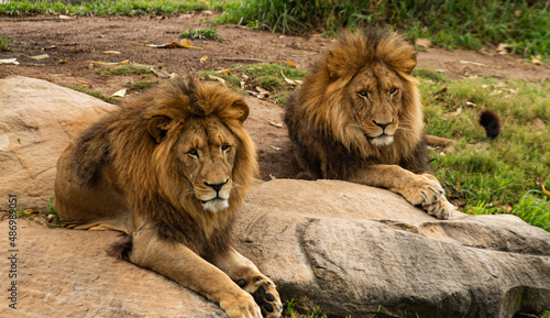 two lions are sitting
