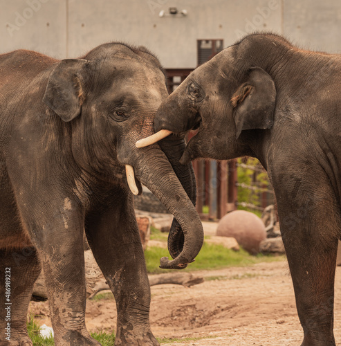 Two elephants playing in fight