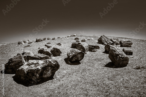 petrified wood