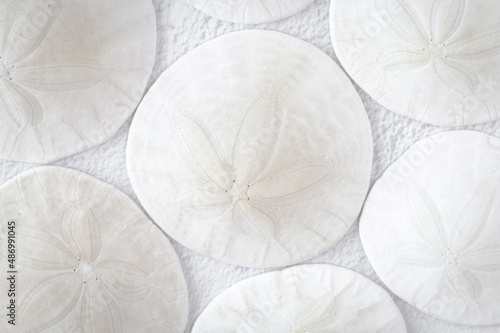 Fotografie A group of white sand dollars arranged on a white textured background