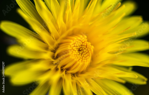 dandelion macro photo - close up nature flower