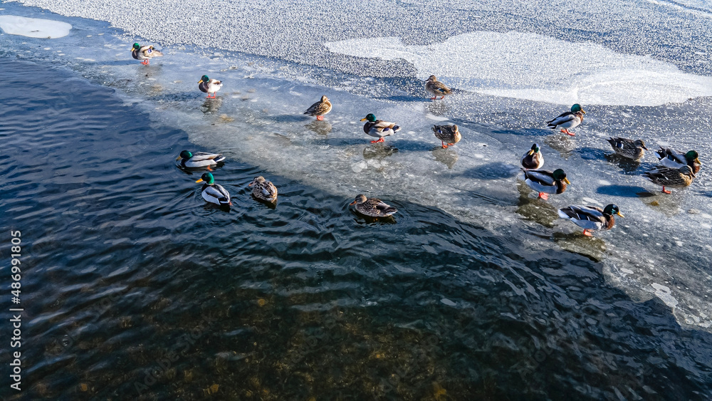 Fototapeta premium Ducks out on the winter ice