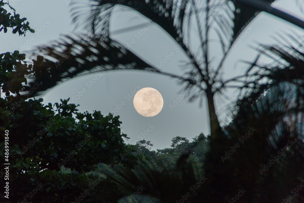 Moonset with silhouette of trees in the neighborhood of Copacabana Rio de Janeiro Moonset with silhouette of trees in the neighborhood of Copacabana Rio de Janeiro