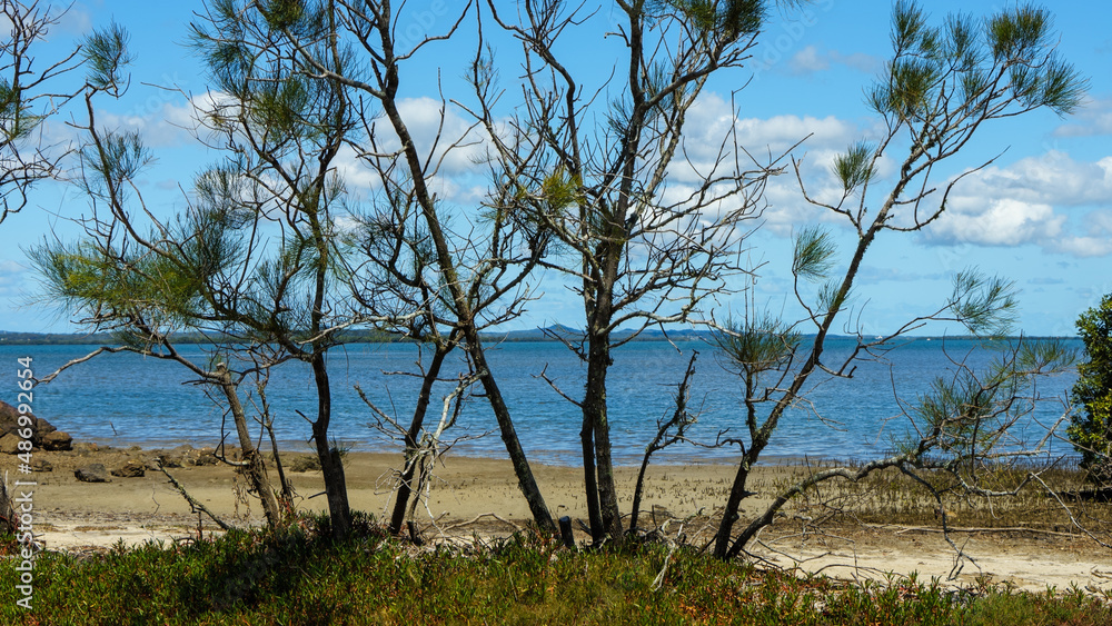 Casuarina trees at the beach at Victoria Point, Queensland, Australia. Casuarina trees at the beach at Victoria Point, Queensland, Australia.