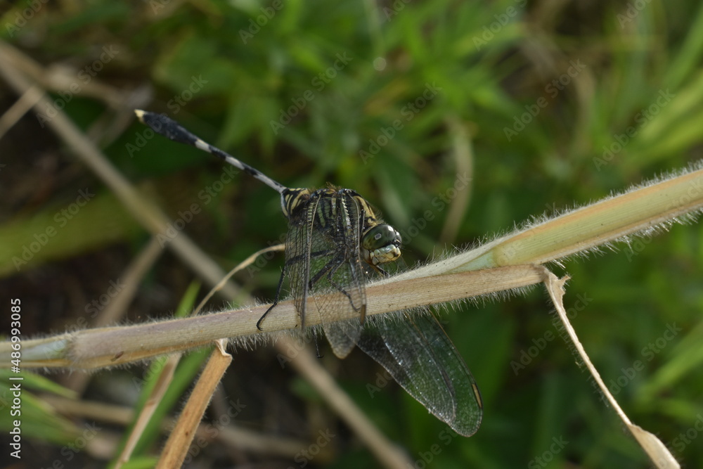 black dragonfly perched on the weed black dragonfly perched on the weed