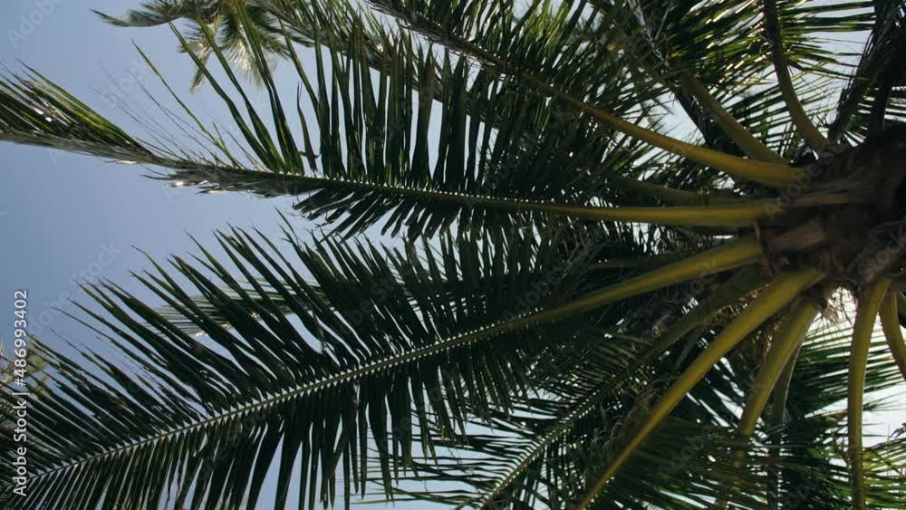Wonderful high palm trees with large lush leaves waved by soft wind on tropical beach under blue sky bottom view. Exotic environment ecology Wonderful high palm trees with large lush leaves waved by soft wind on tropical beach under blue sky bottom view. Exotic environment ecology
