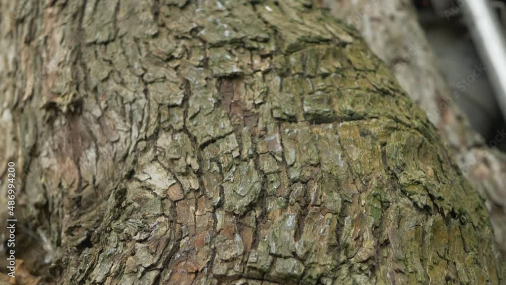 Orchard ecology, dead wood. Bark snag pear tree, wood trunk. Grow hardwood. Green bokeh blurred nature abstract background Orchard ecology, dead wood. Bark snag pear tree, wood trunk. Grow hardwood. Green bokeh blurred nature abstract background
