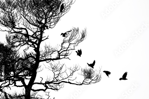 An illustration of the silhouettes of ravens flying from tree branches isolated on a white background