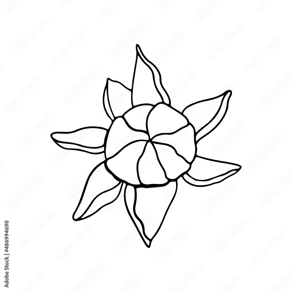 Isolated doodle bud peony in line art style on white background for beauty design and postcard decoration