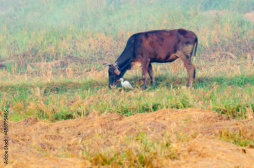 Fototapeta Naklejka Na Ścianę i Meble -  Blurred image of Buffalo with a cattle egret -bulbulcus ibis, on green field
