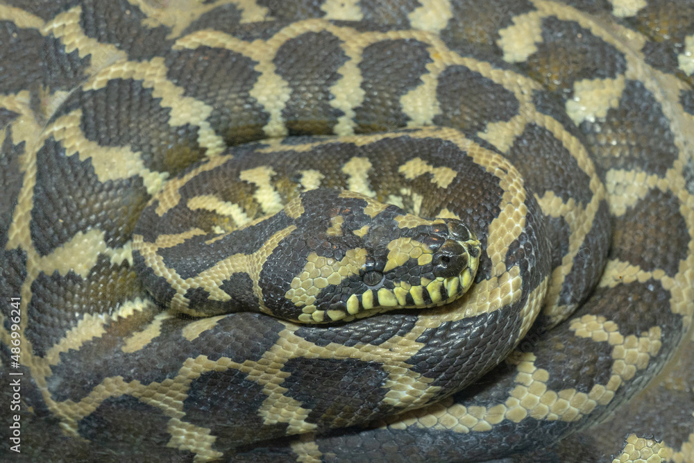 snake reticulated python coiled in a terrarium pets nature boa constrictor snake reticulated python coiled in a terrarium pets nature boa constrictor