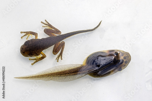 Peron's Tree Frog (top) and Green and Golden Bell Frog showing different stages of tadpole development