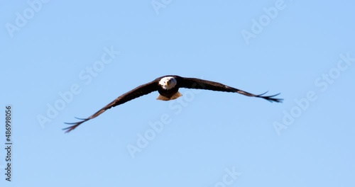 a bald eagle with piercing eyes in flight soaring straight at camera searching for food on a cloudless day