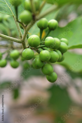 Green organic Turkey berries on branch	
