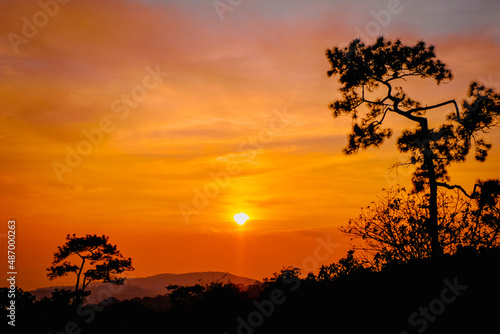 silhouette concept of Sunset View Point at Phu Ruea National Park  Loei  Thailand with Golden sky background and pinus kesiya tree on twilight tone after sunset.