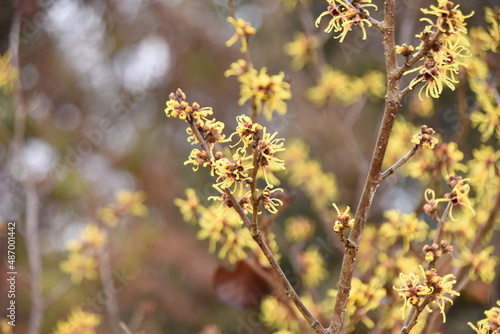 Witch hazel blossoms. Hamamelidaceae deciduous shrub. The flowering season is from February to March. 