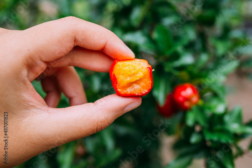 Acerola mordida