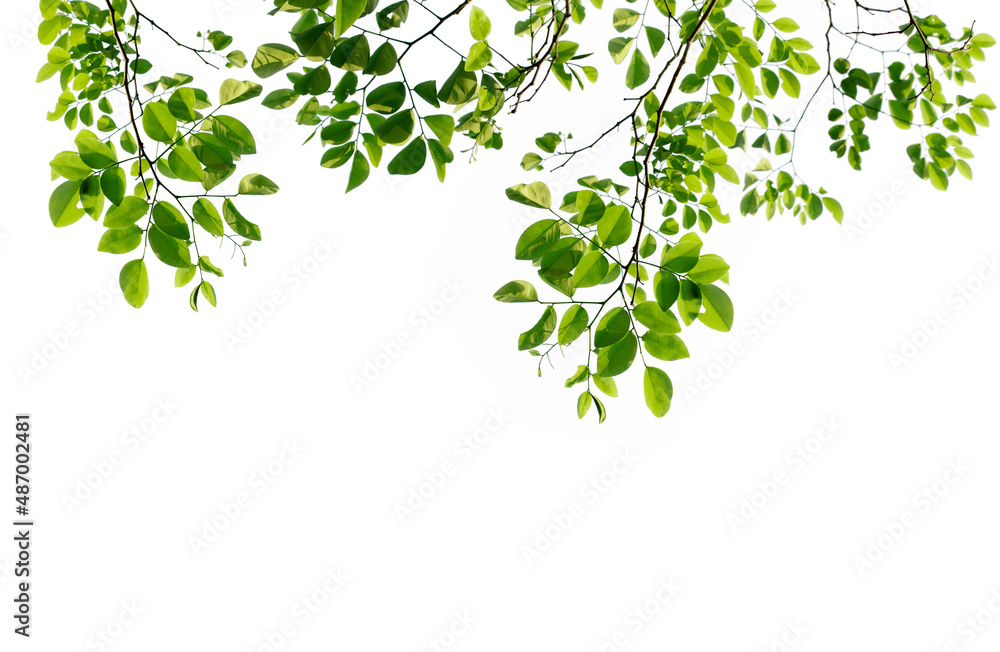 Green leaves and branches isolated on a white background Green leaves and branches isolated on a white background