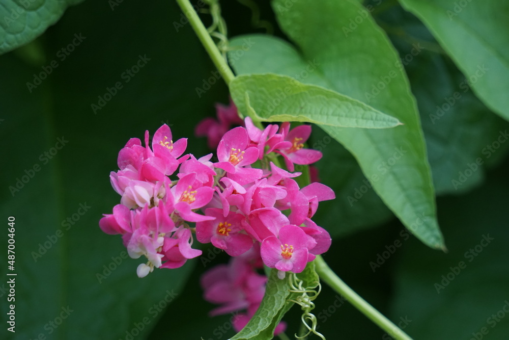 Mexican creeper (Also called Antigonon leptopus, coral vine, queen's wreath, Coralita, bee bush) flower. This plant is good for the common flu (influenza) and period pains and many other symptoms Mexican creeper (Also called Antigonon leptopus, coral vine, queen's wreath, Coralita, bee bush) flower. This plant is good for the common flu (influenza) and period pains and many other symptoms