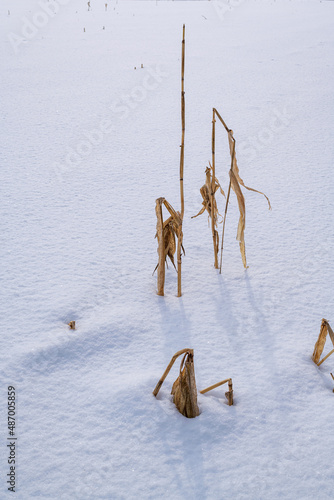 Corn stuble poking through the snow on a large cornfield with the setting sun in the background. Room for text.