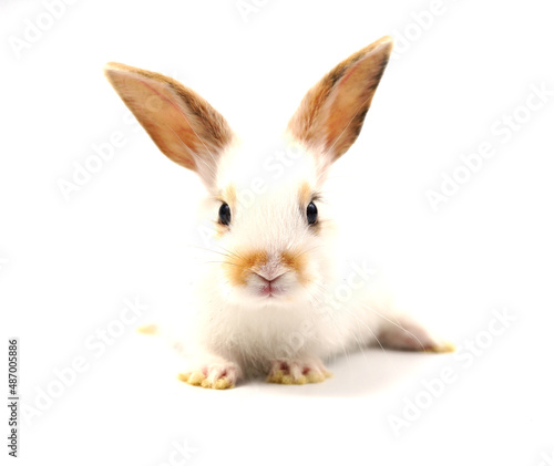 a white brown adorable rabbit isolated on white background