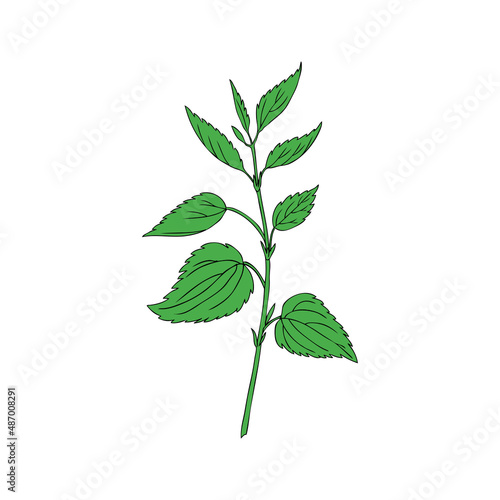 Nettle wild field flower isolated on white background botanical hand drawn sketch vector doodle colorful illustration Urtica dioica for design package tea, cosmetic, natural medicine, greeting card