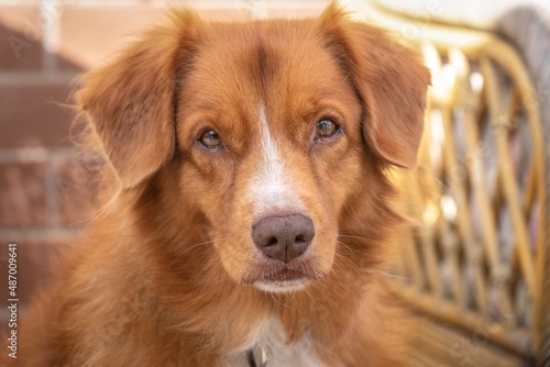 Handsome brown border collie dog © Nara