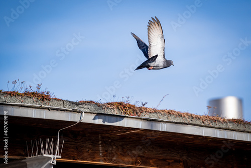 The doves