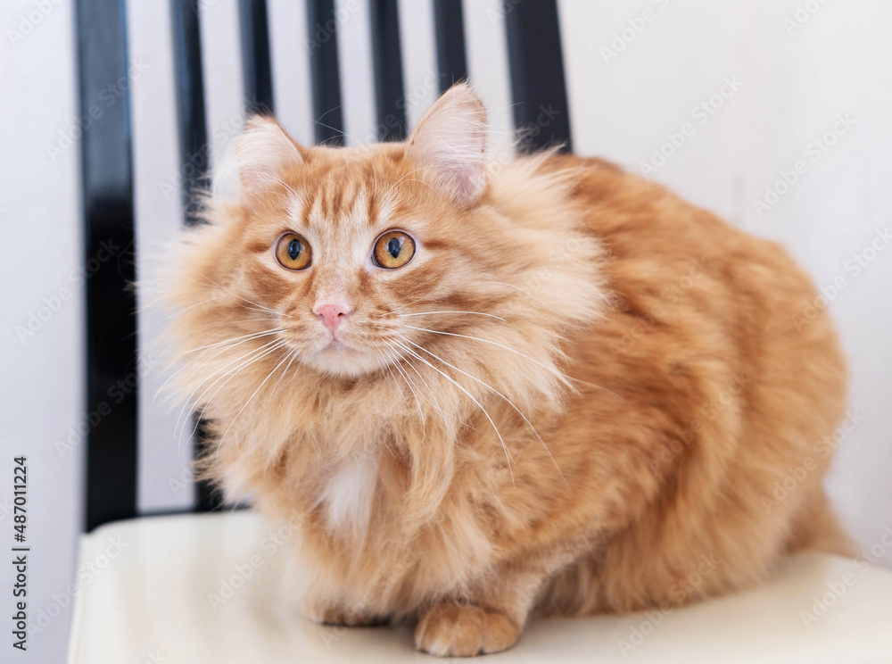 A cute red fluffy cat is sitting on the windowsill and waiting for something. A pet looks out the window. A cute red fluffy cat is sitting on the windowsill and waiting for something. A pet looks out the window.
