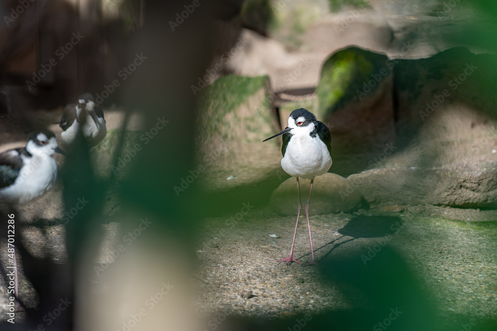 Fototapeta premium The Black-winged stilt