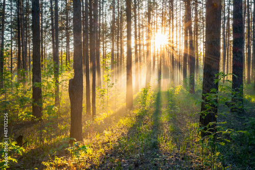 sunset in the forest