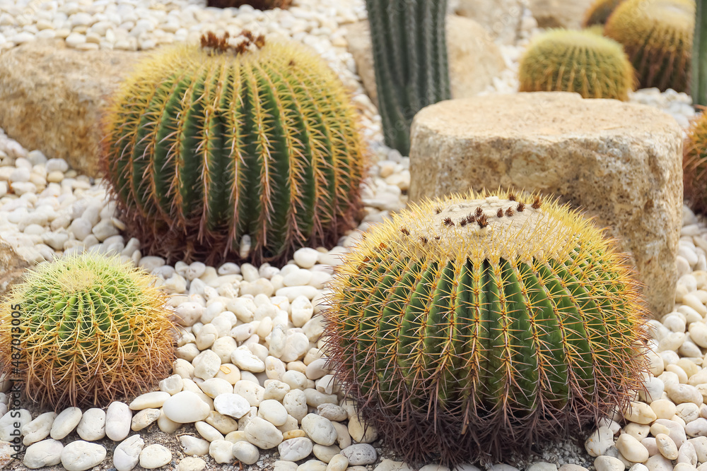 cactus on desert with long thorn spine in family Cactaceae. fleshy parts adapted to store water. Macro plant in tropical botany garden is an ornamental plant with a round spiny shape. cactus on desert with long thorn spine in family Cactaceae. fleshy parts adapted to store water. Macro plant in tropical botany garden is an ornamental plant with a round spiny shape.