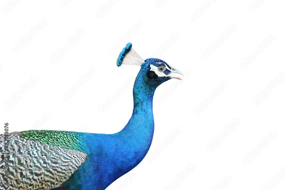 Close-up of Male Indian Beautiful blue Peacock. Portrait of a bird isolated on white background with clipping path include for design usage purpose. Close-up of Male Indian Beautiful blue Peacock. Portrait of a bird isolated on white background with clipping path include for design usage purpose.