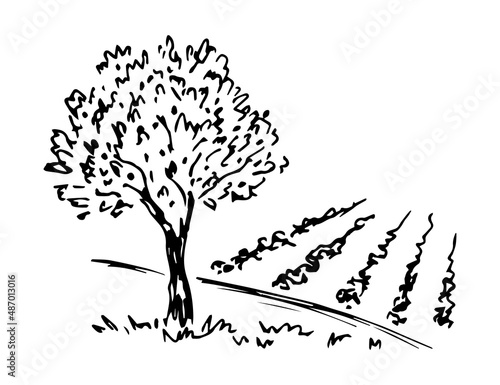 Hand-drawn simple vector drawing in black outline. Olive tree harvesting. Growing organic products. Orchard, farm fields, nature, landscape.