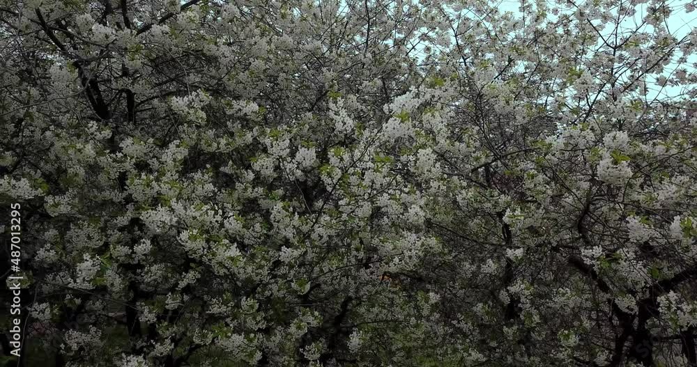 Drone aerial view on Spring tree, Cherry white blossom spring flowers. 4k Drone aerial view on Spring tree, Cherry white blossom spring flowers. 4k