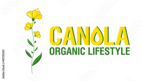 Rape flowers, canola oil. Brassica napus. Vetor Illustration.