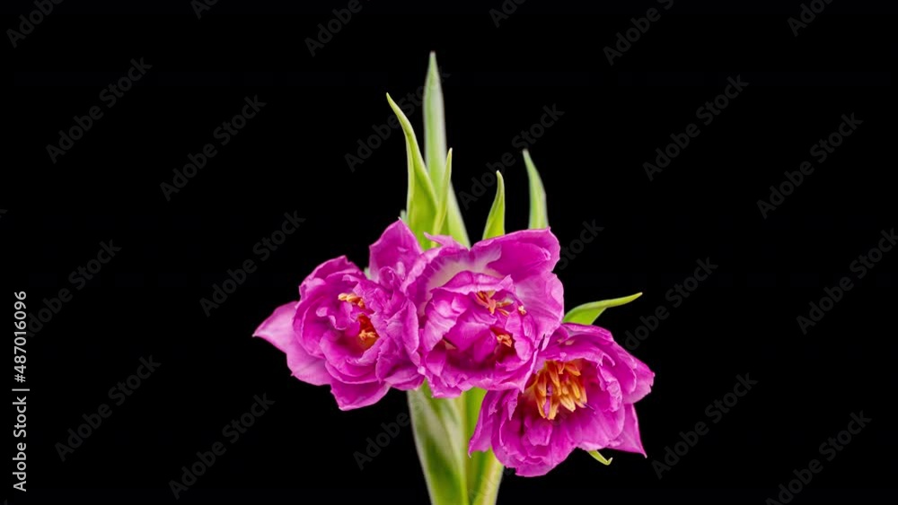 Beautiful Pink Tulip Flower background. Blooming roses flower open. Timelapse. Close-up of a bouquet of beautiful pink tulips.. Wedding backdrop, Valentine's Day concept. Springtime. Holiday